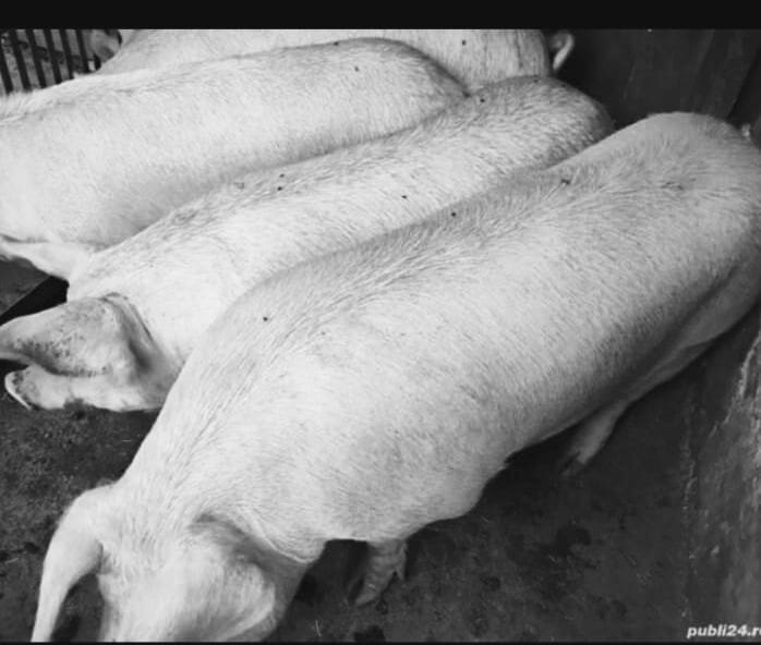 Porci de carne de vanzare