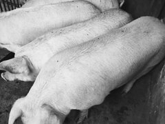 Porci de carne de vanzare