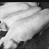 Porci de carne de vanzare